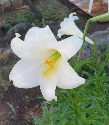 - Alebea - בית נופש אולביה